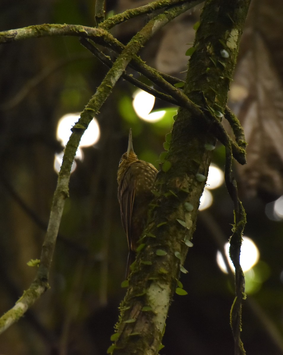Spotted Woodcreeper - ML619308175