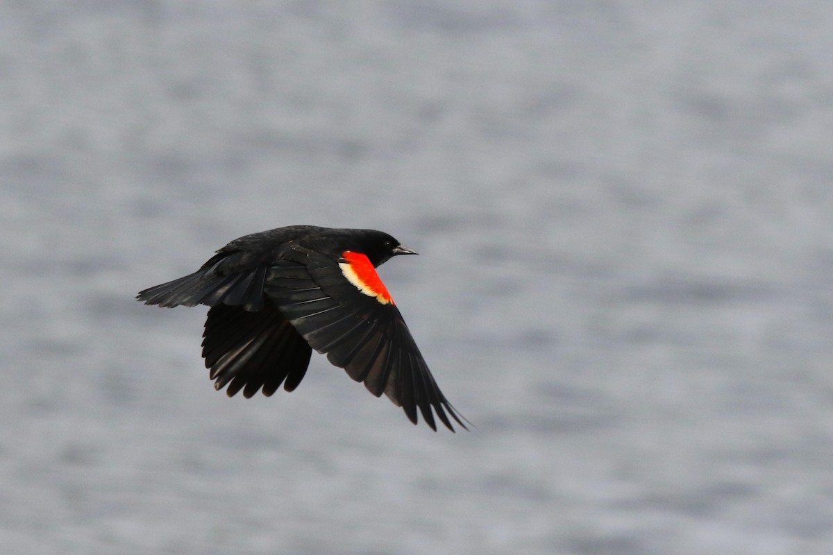 Red-winged Blackbird - ML619308182