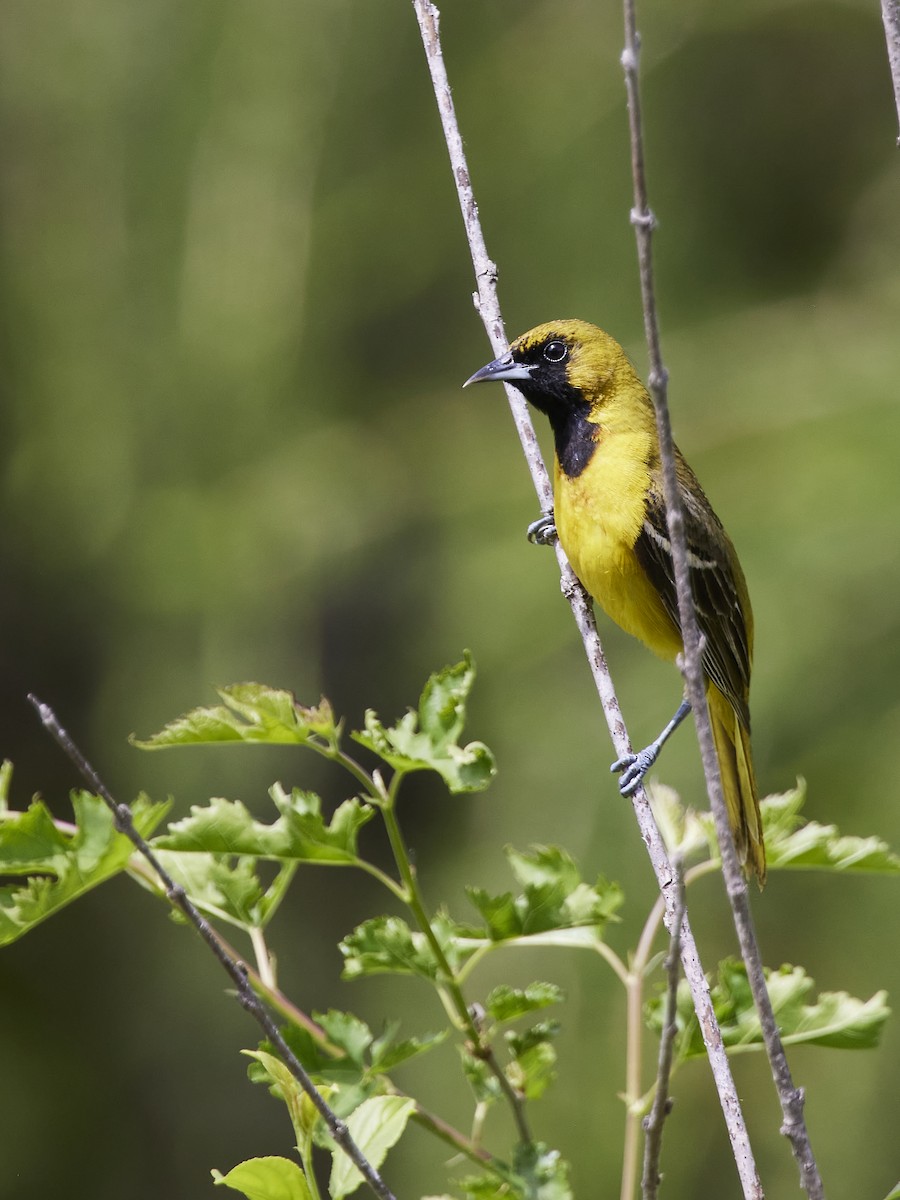 Orchard Oriole - ML619308183