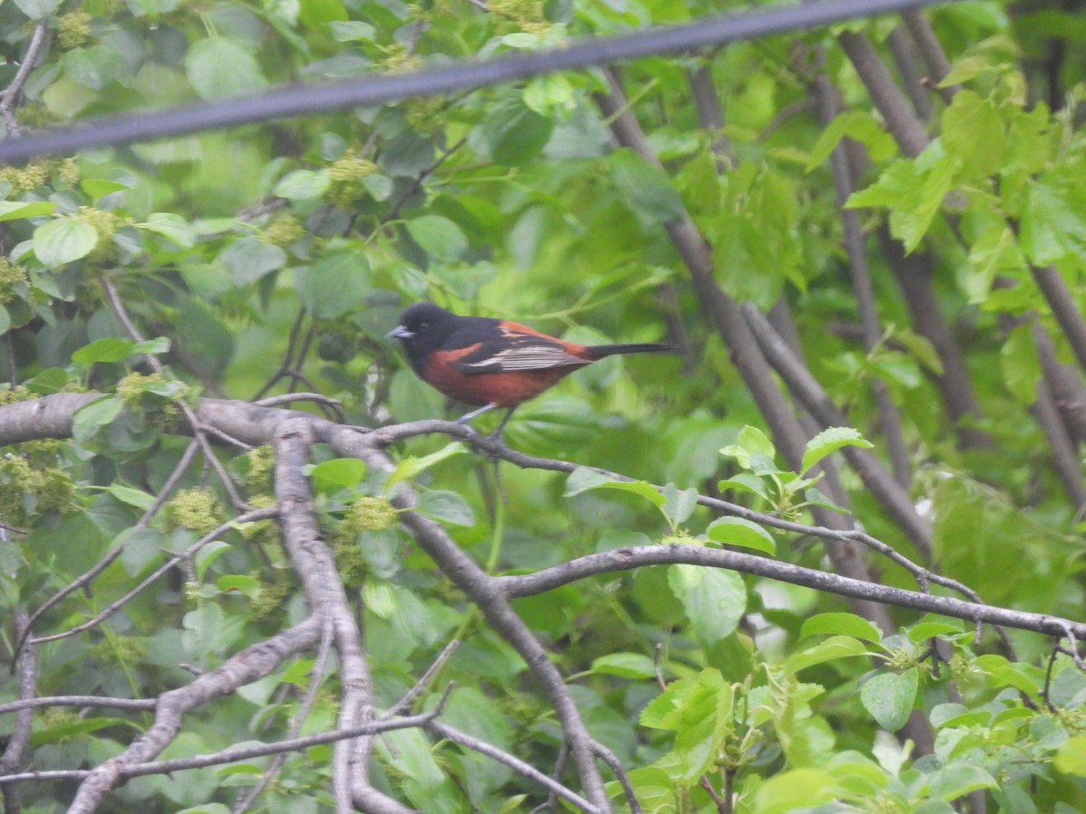 Orchard Oriole - ML619308184