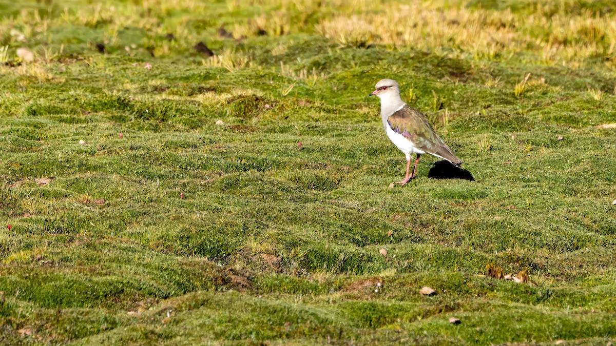 Andean Lapwing - ML619308202