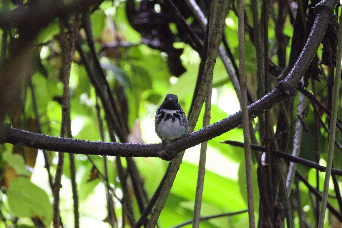 Spotted Antbird - ML619308225