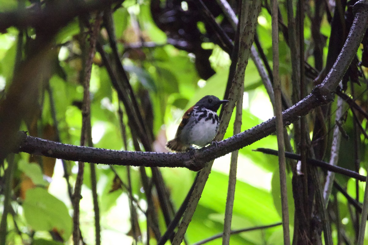 Spotted Antbird - ML619308226
