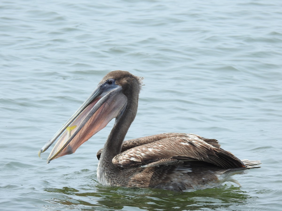 pelikán hnědý - ML619308255