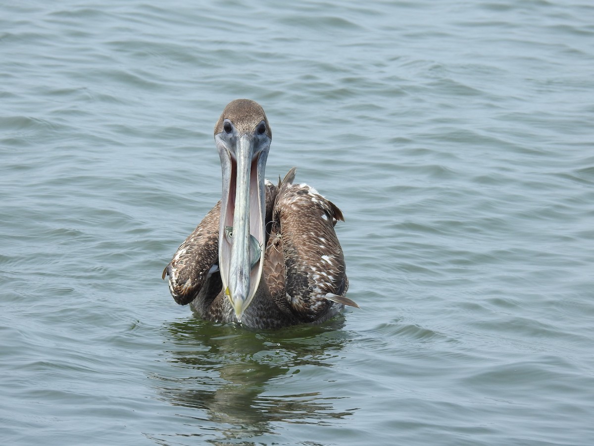 pelikán hnědý - ML619308257