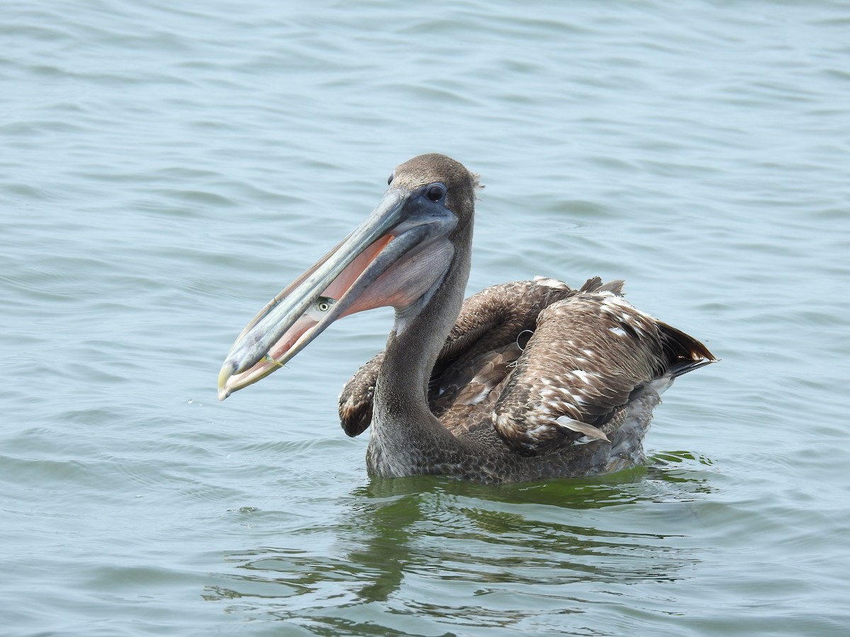 pelikán hnědý - ML619308260