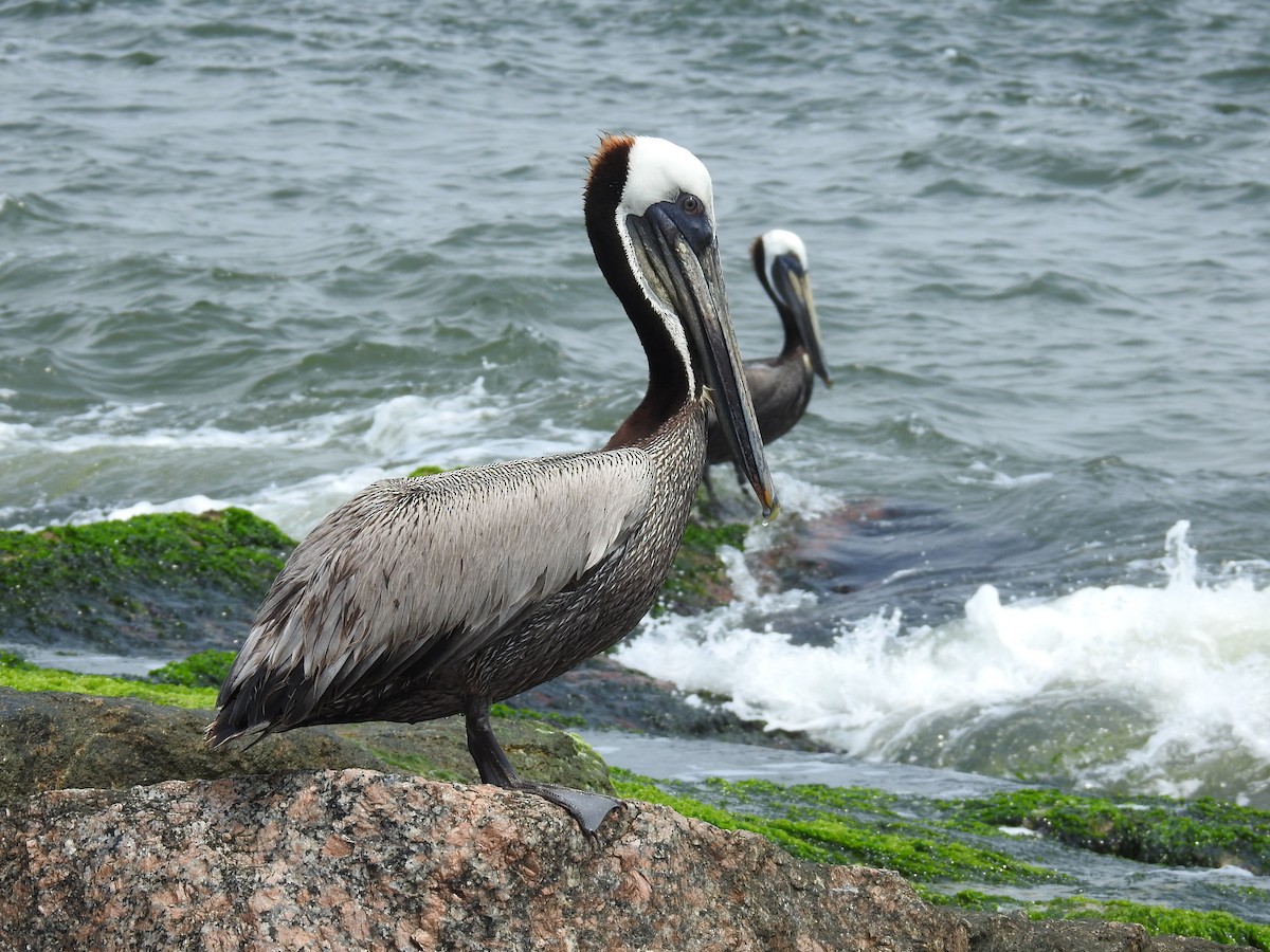 pelikán hnědý - ML619308269