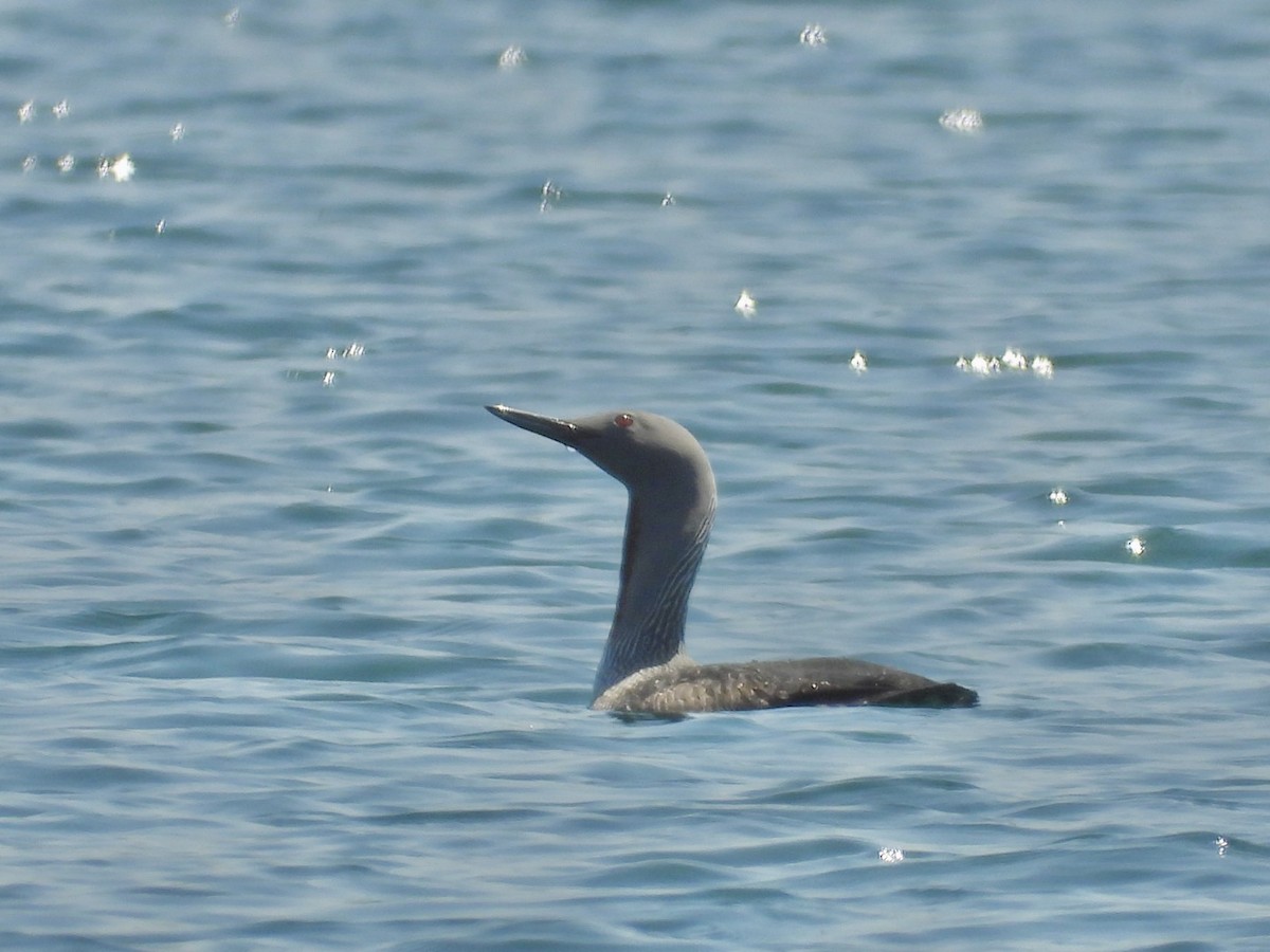 Red-throated Loon - ML619308284