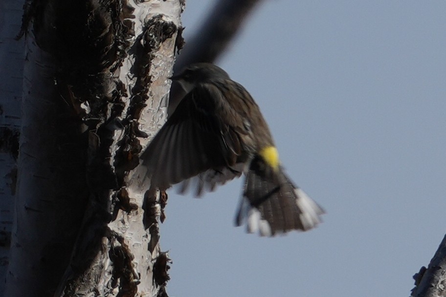 Yellow-rumped Warbler - ML619308289