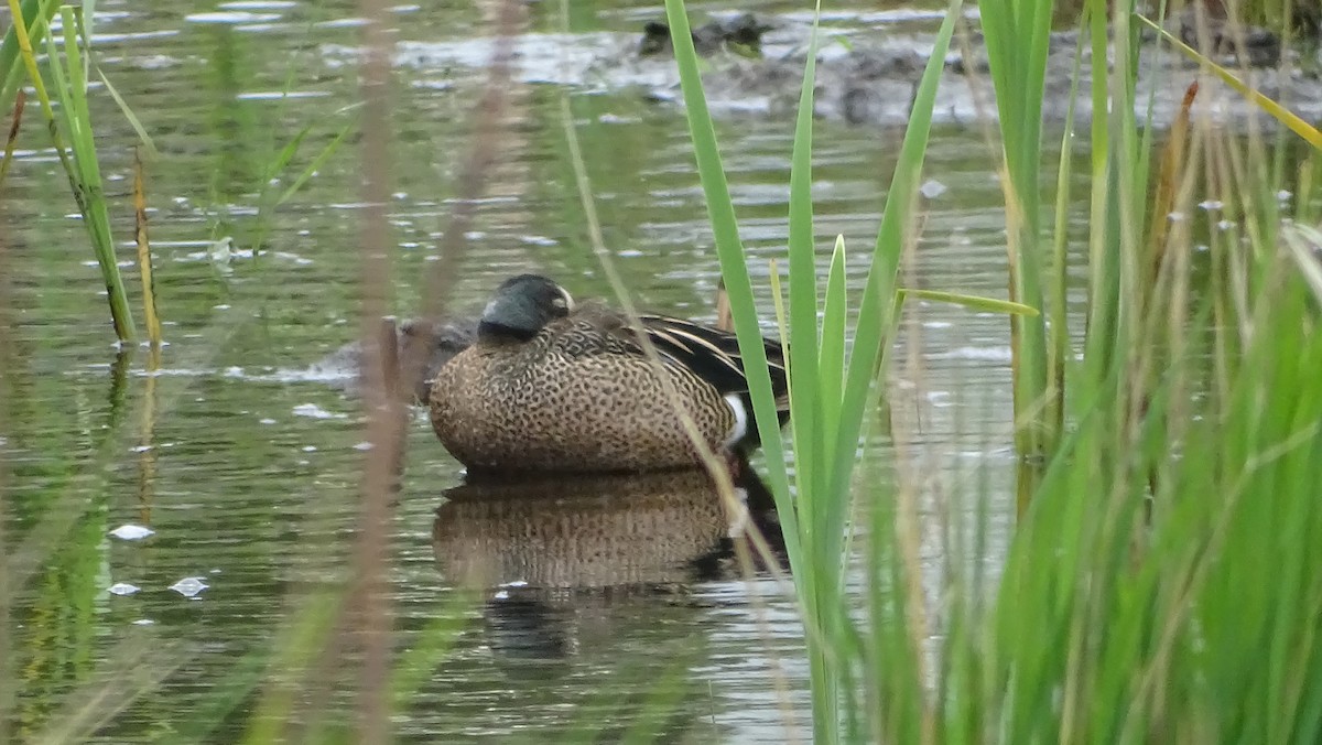 Blue-winged Teal - ML619308355