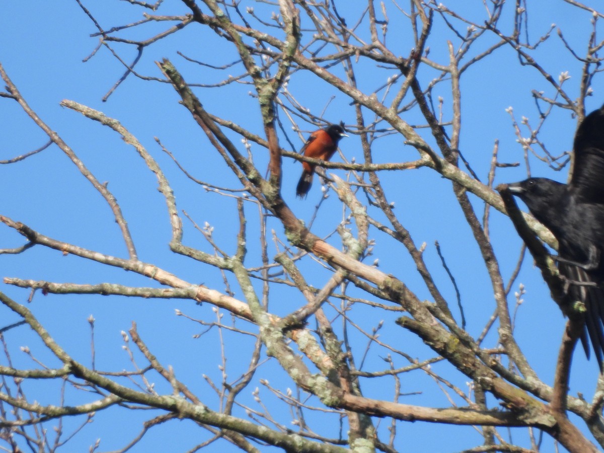 Orchard Oriole - ML619308361