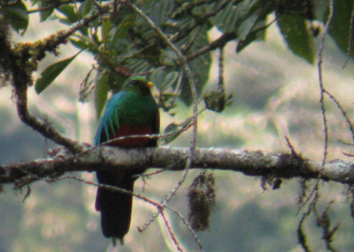 Quetzal Cabecidorado - ML619308365