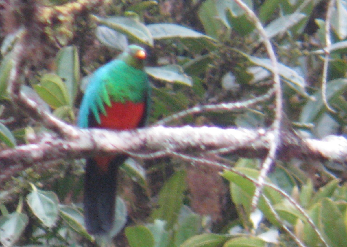 Quetzal Cabecidorado - ML619308366