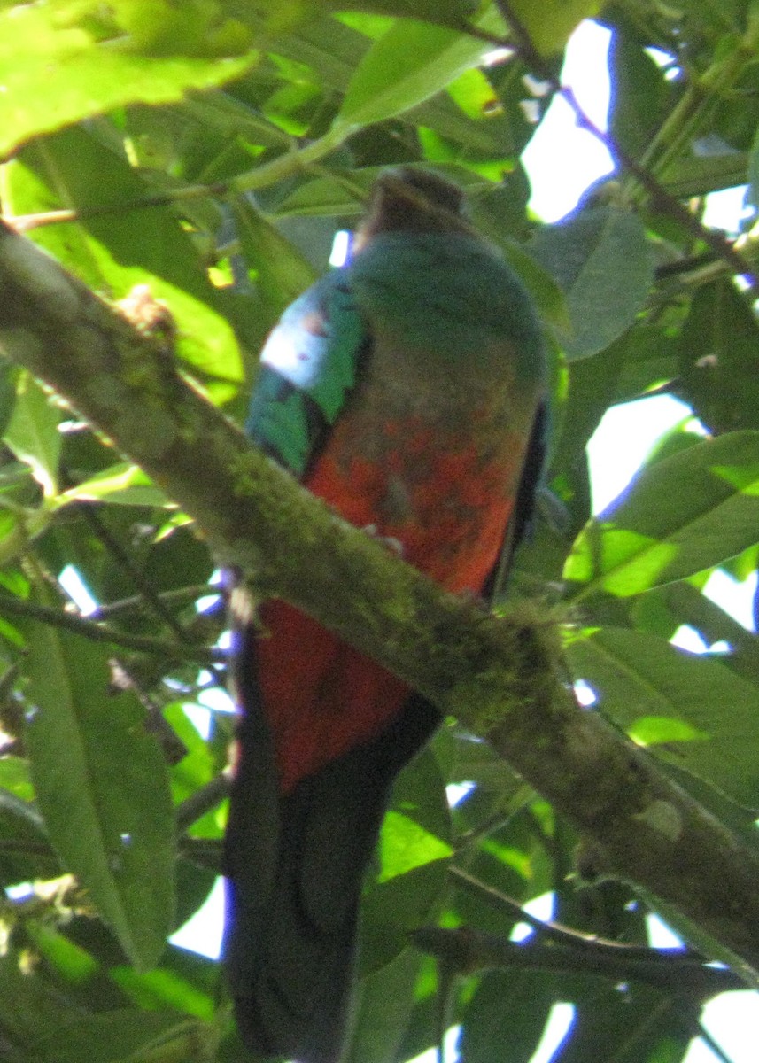 Quetzal Cabecidorado - ML619308413