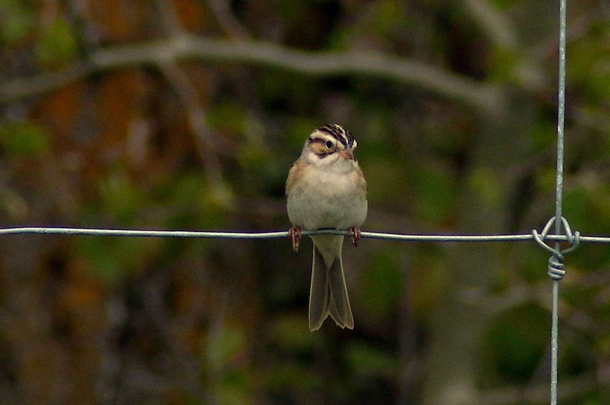 Clay-colored Sparrow - ML619308439