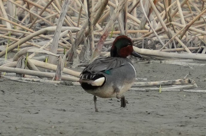 Green-winged Teal - ML619308450