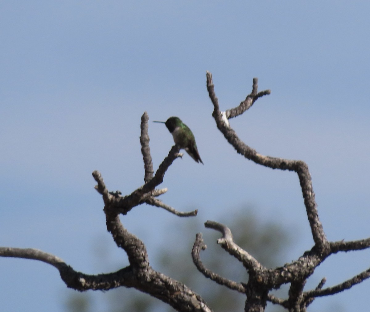 Broad-tailed Hummingbird - ML619308501
