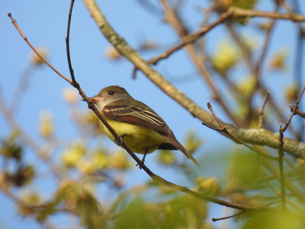 Great Crested Flycatcher - ML619308510
