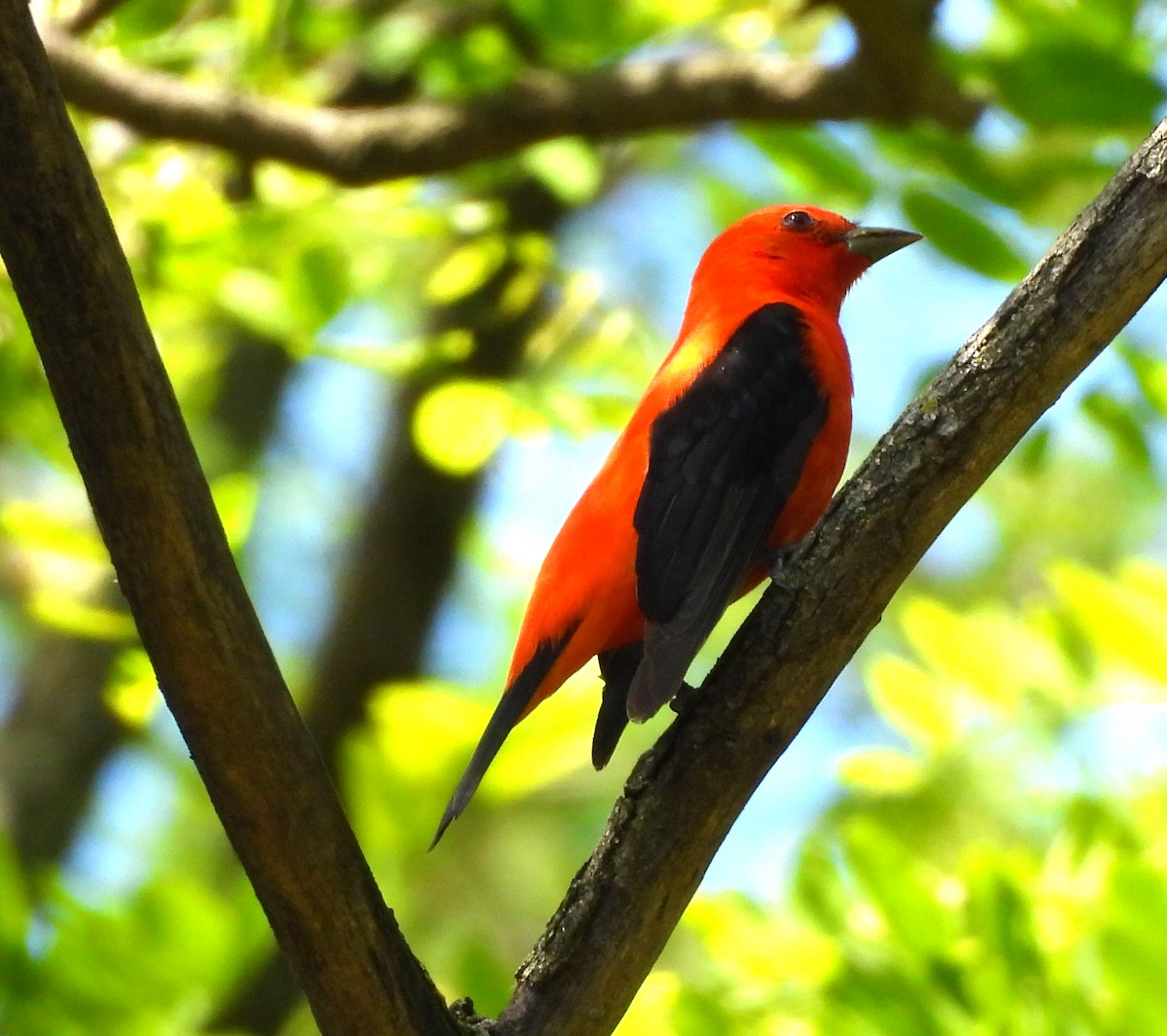 Scarlet Tanager - ML619308525