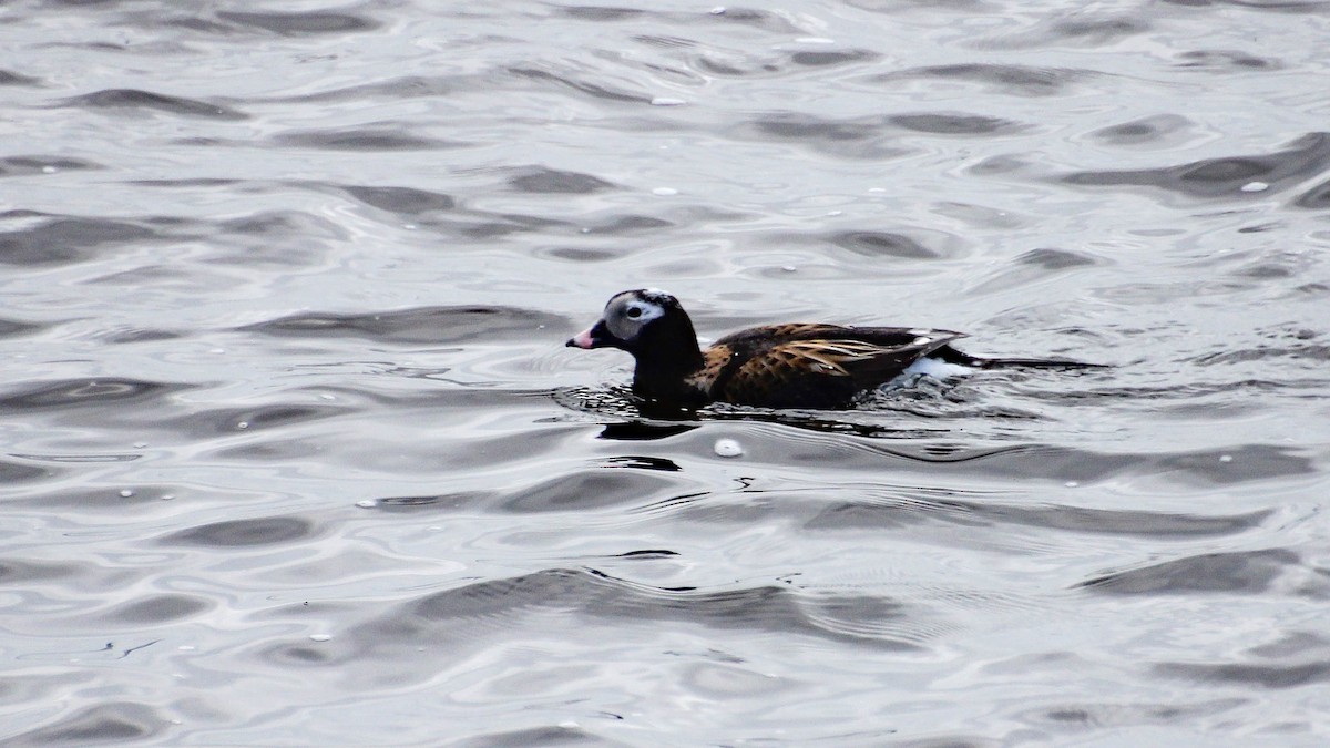 Long-tailed Duck - ML619308529