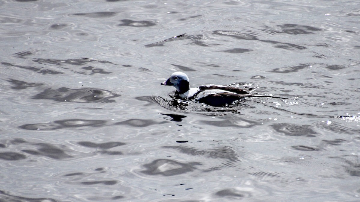 Long-tailed Duck - ML619308530