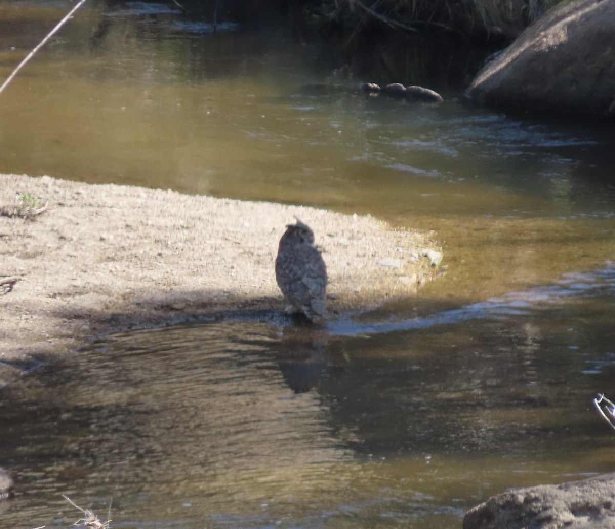 Great Horned Owl - ML619308546
