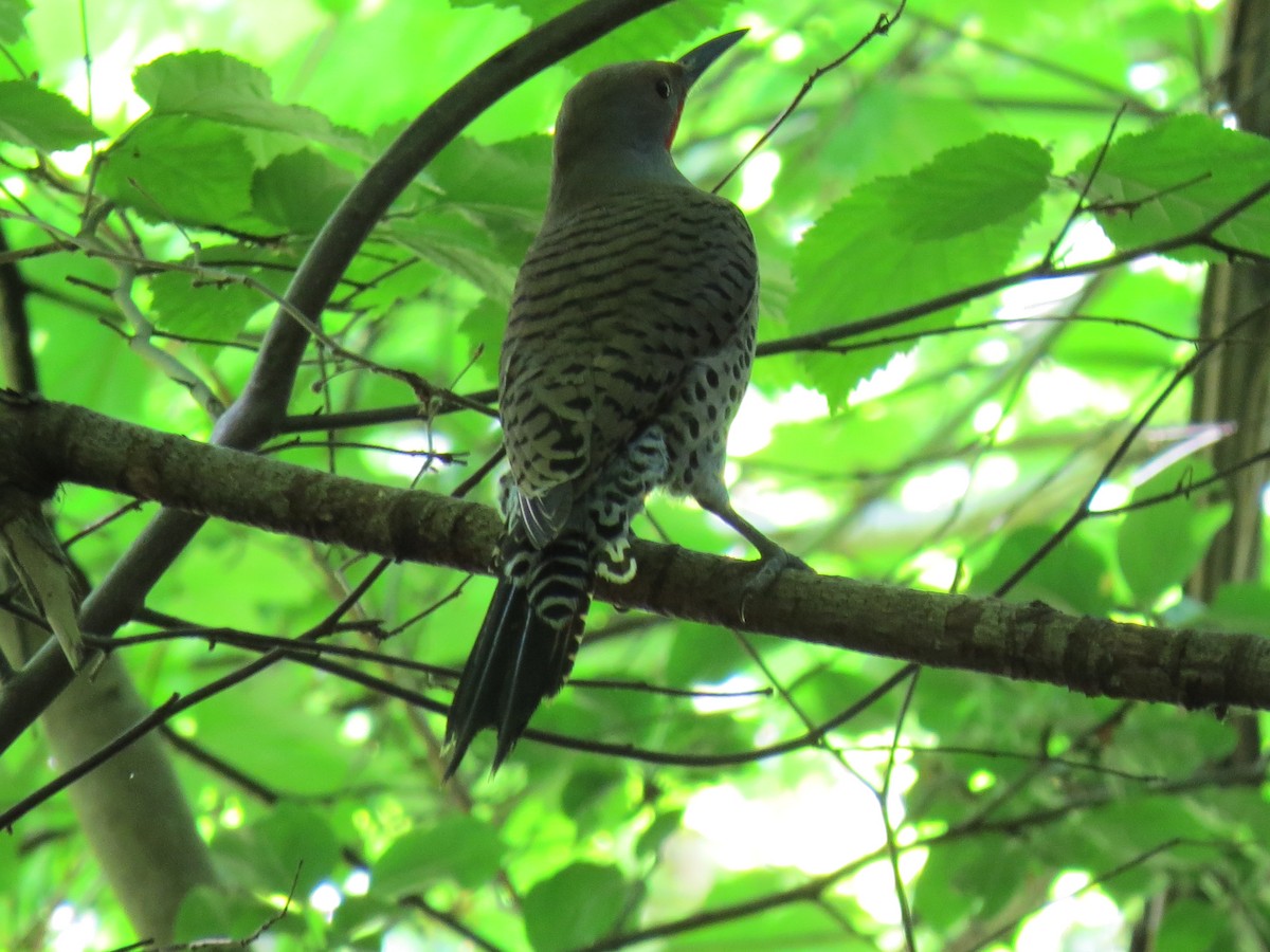 Northern Flicker (Red-shafted) - ML619308573