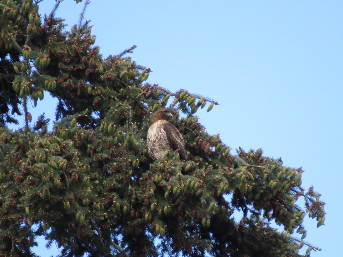 Red-tailed Hawk - ML619308591