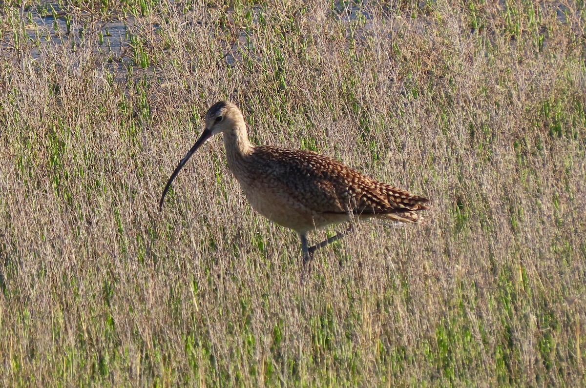 Long-billed Curlew - ML619308613