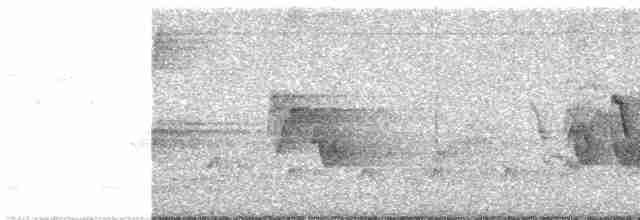 svartbrystparula - ML619308628