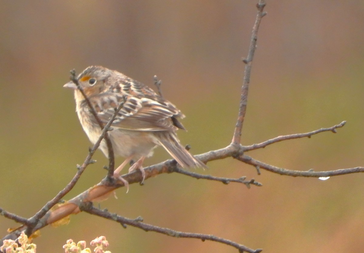 Grasshopper Sparrow - ML619308653