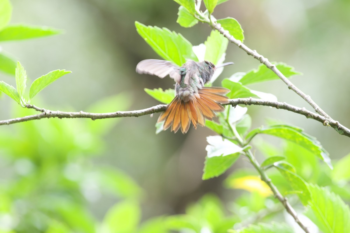 Rufous-tailed Hummingbird - ML619308726