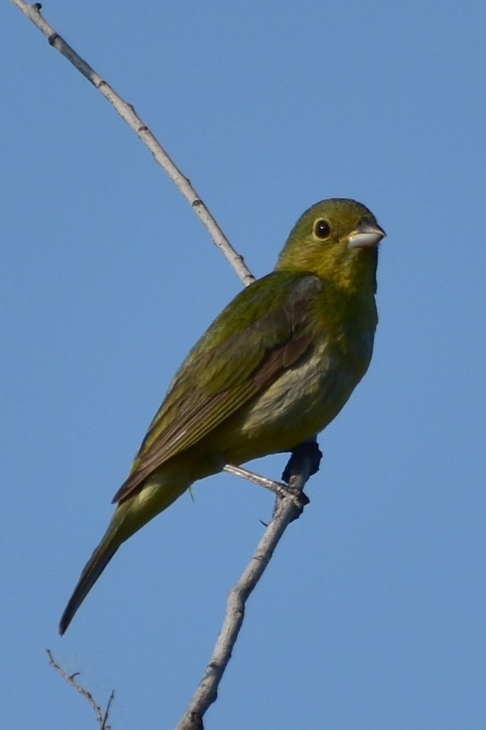 Painted Bunting - ML619308789