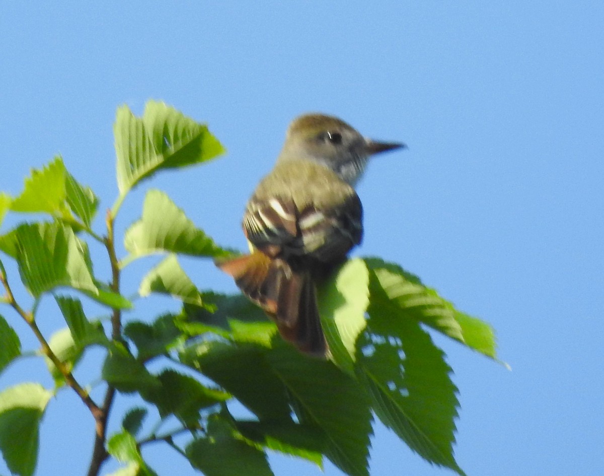 Great Crested Flycatcher - ML619308834