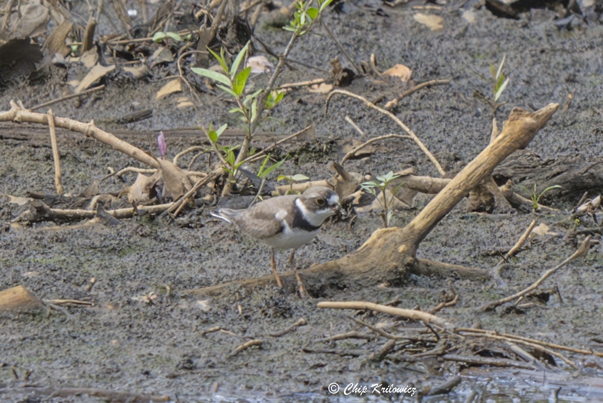 Semipalmated Plover - ML619308843