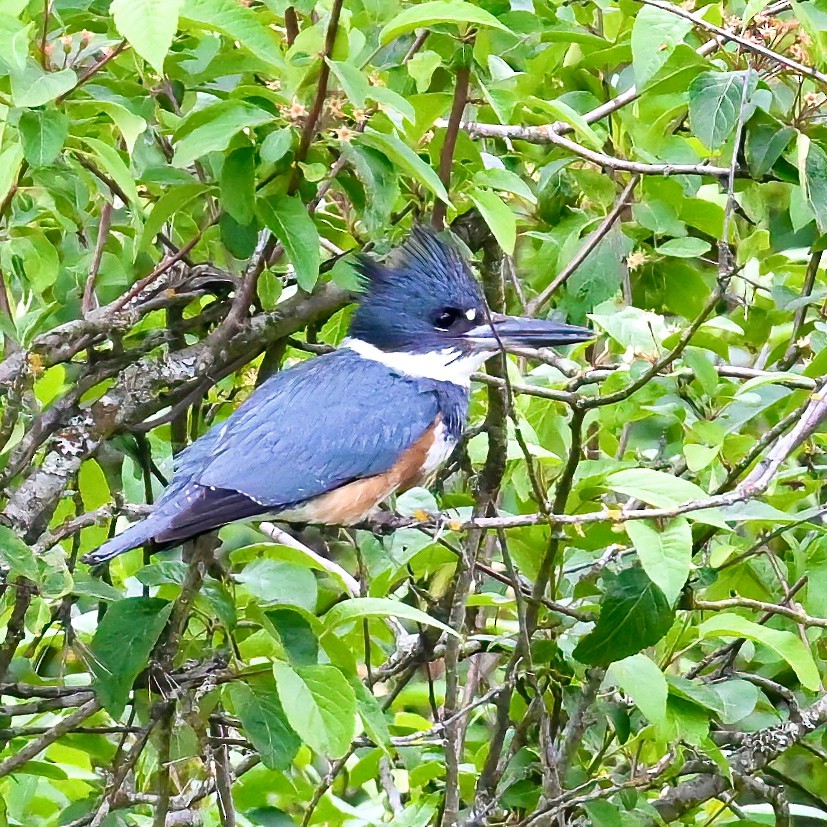 Belted Kingfisher - ML619308853