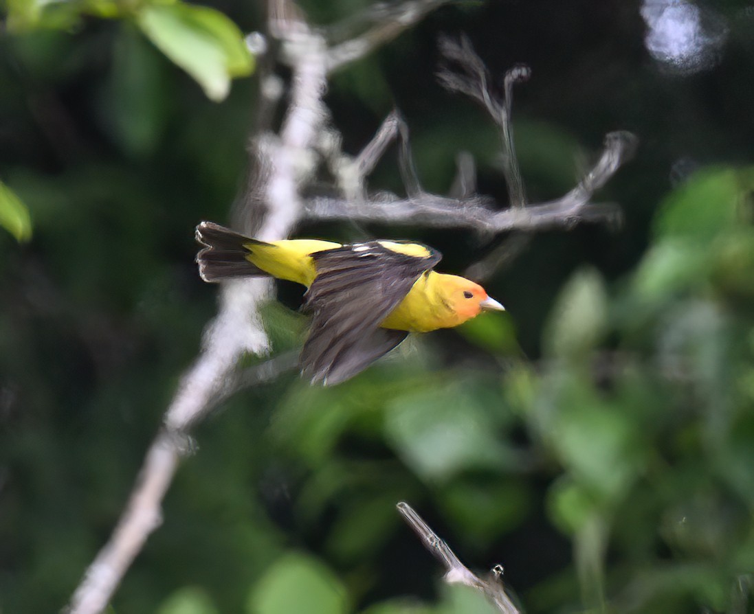 Western Tanager - ML619308897