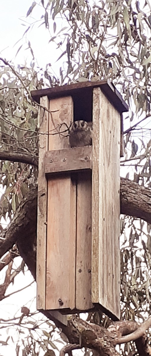Australian Owlet-nightjar - ML619308935
