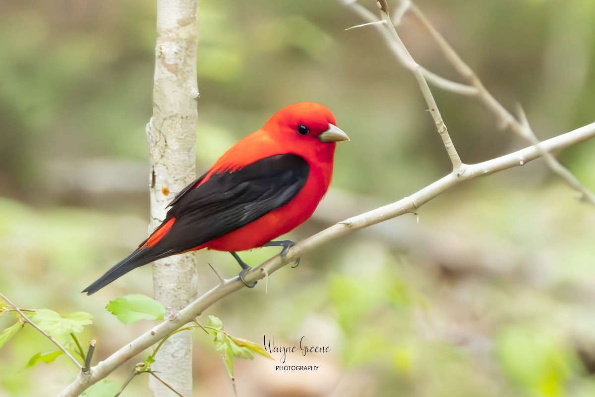 Scarlet Tanager - ML619308937