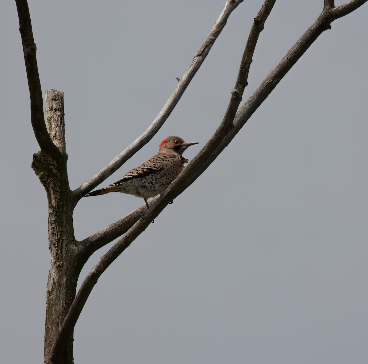 Northern Flicker (Yellow-shafted) - ML619308966
