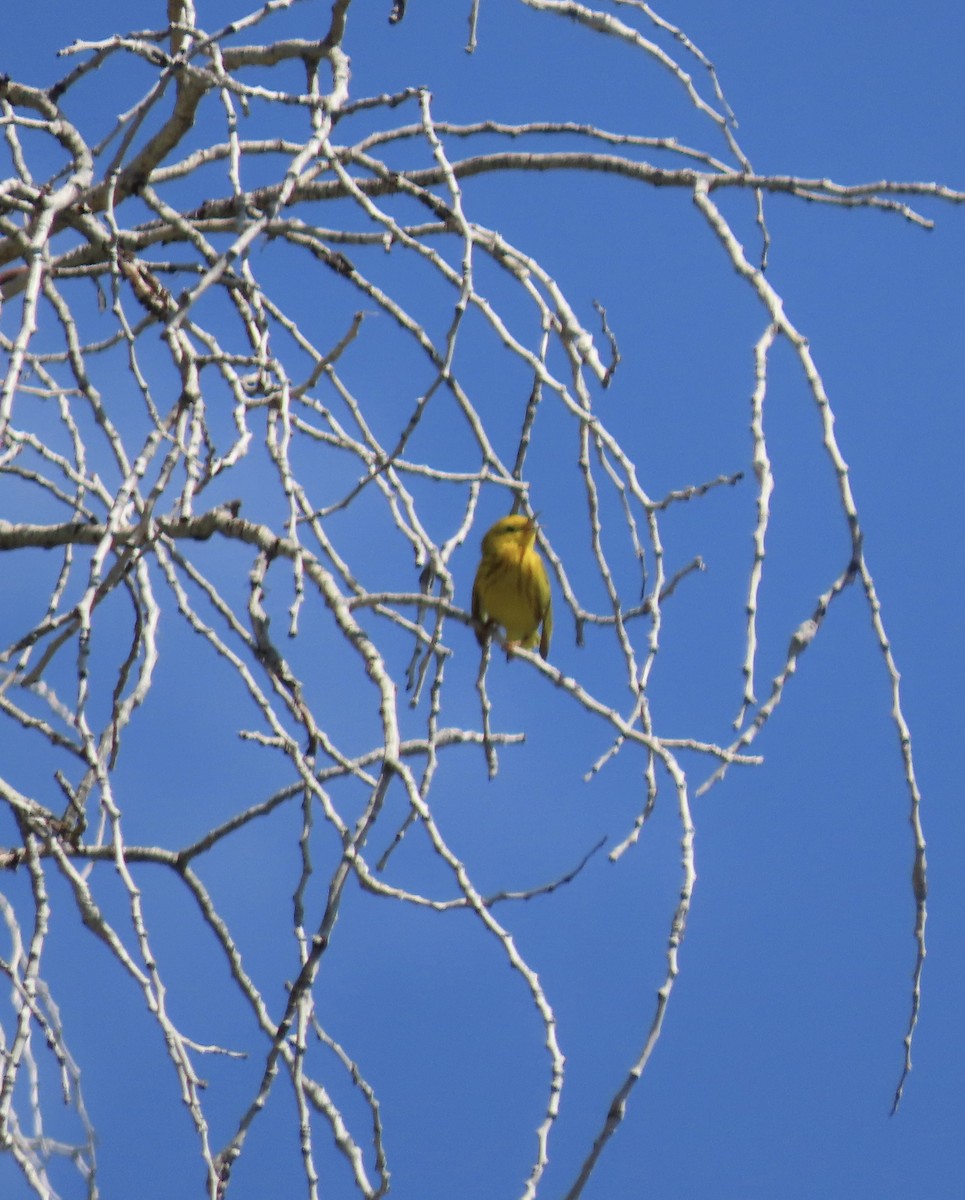 Yellow Warbler - ML619308982