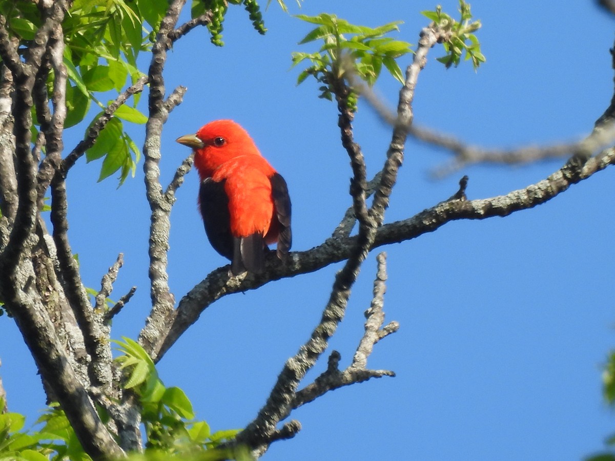 Scarlet Tanager - ML619308992