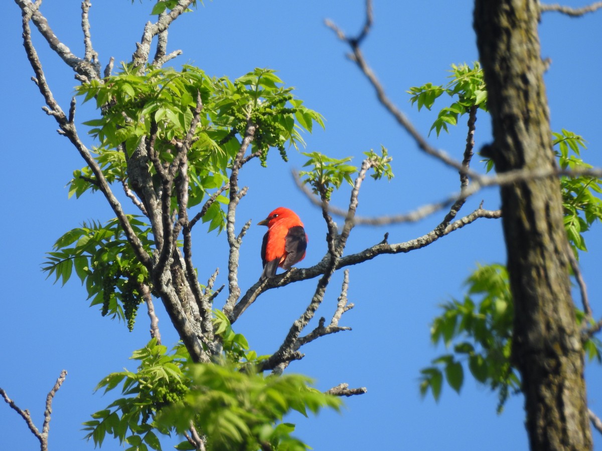 Scarlet Tanager - ML619308993