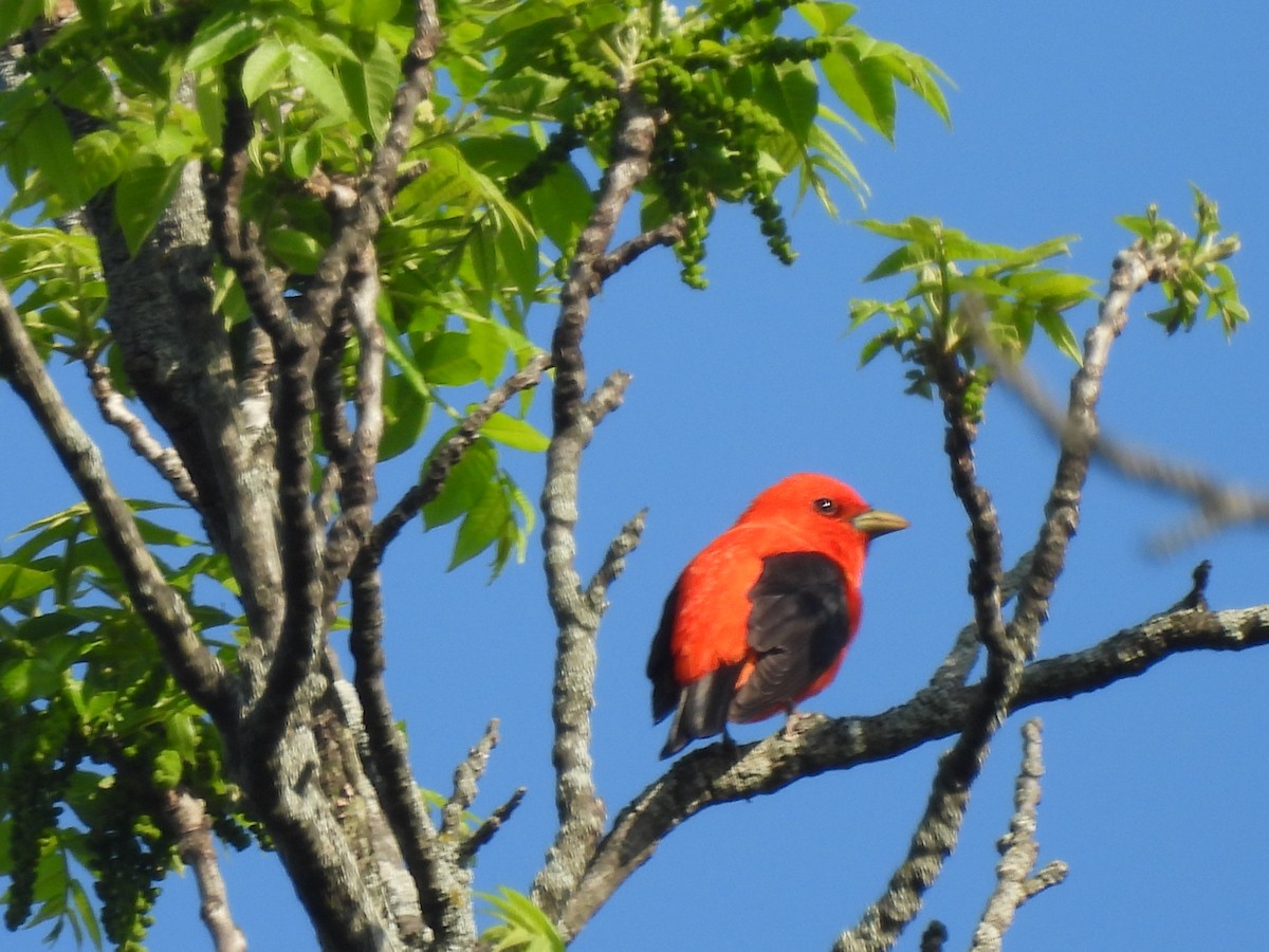 Scarlet Tanager - ML619308994