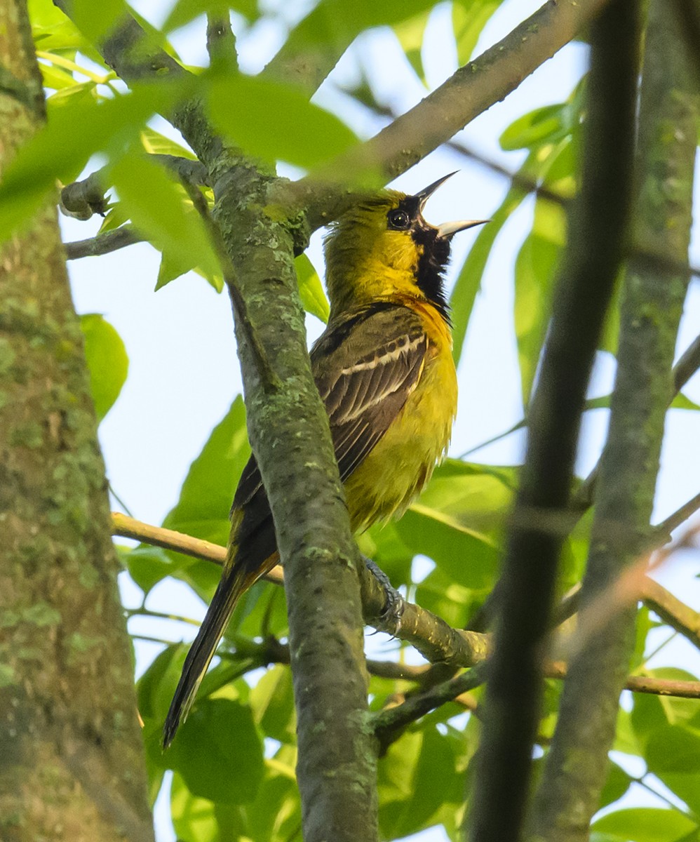 Orchard Oriole - ML619309037