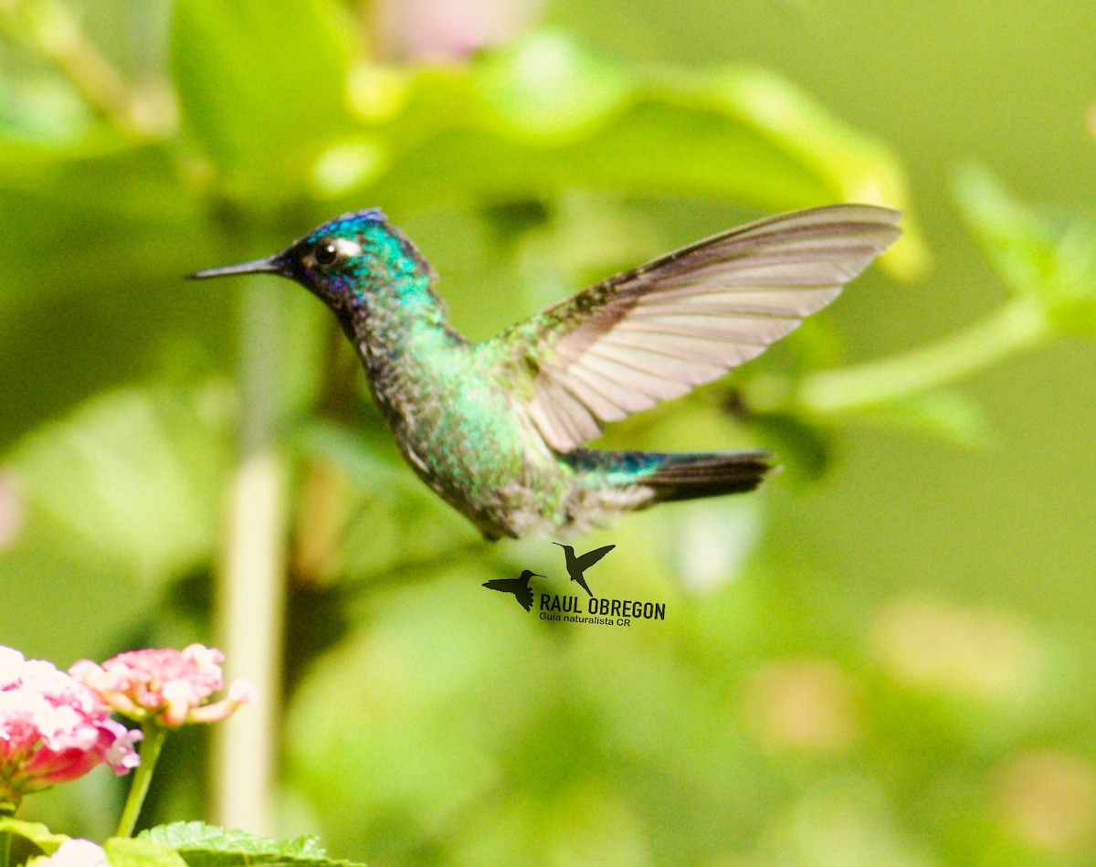 Violet-headed Hummingbird - ML619309043