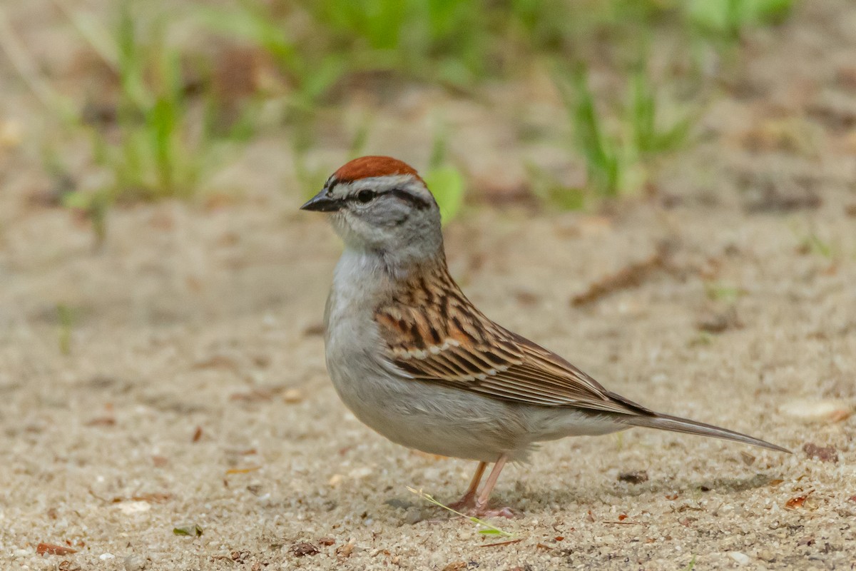 Chipping Sparrow - ML619309067