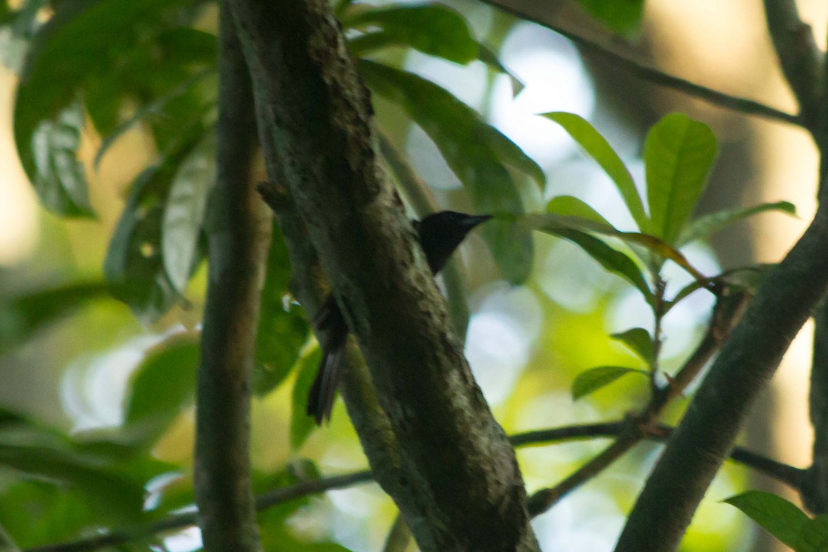 White-shouldered Tanager - ML619309070