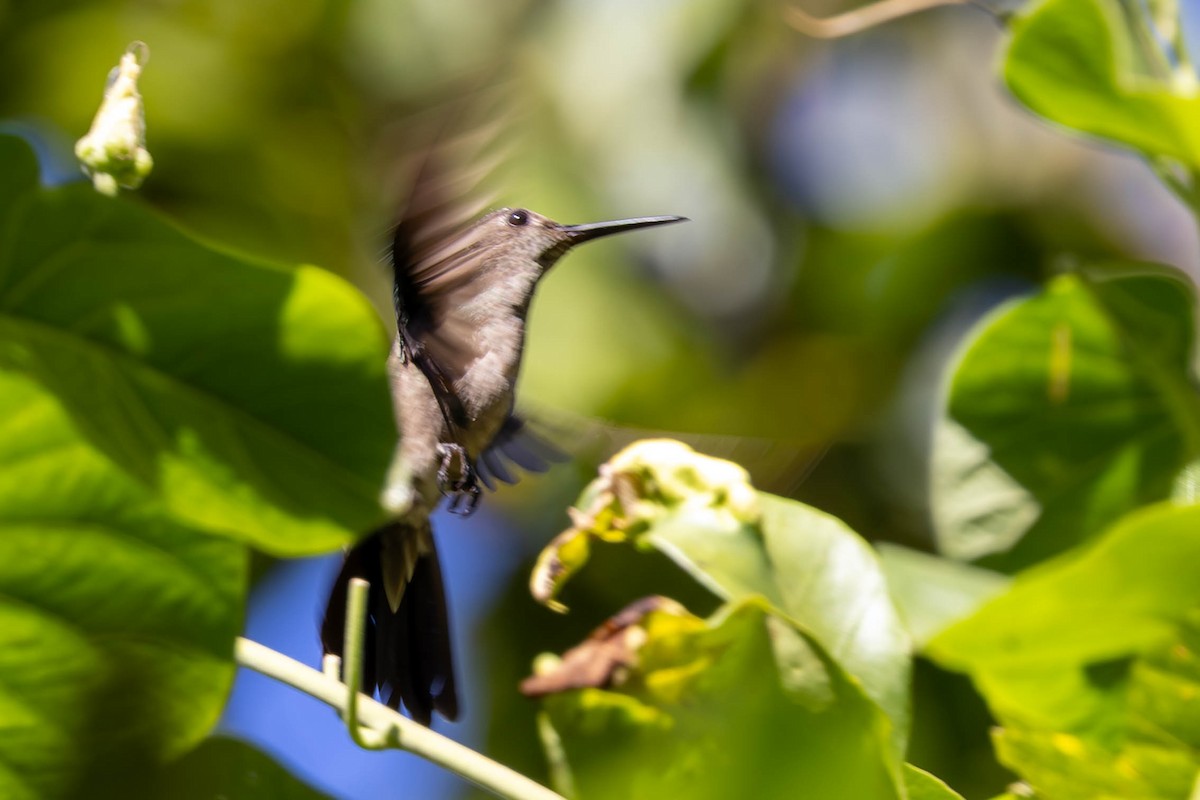 Sombre Hummingbird - ML619309094