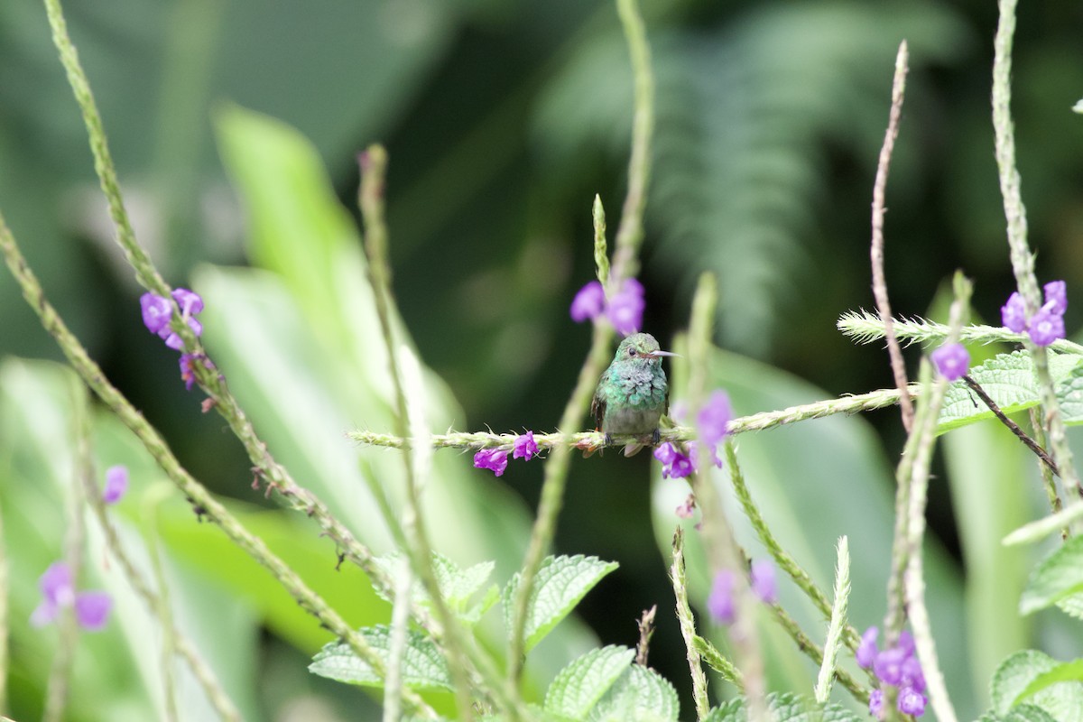 Rufous-tailed Hummingbird - ML619309130
